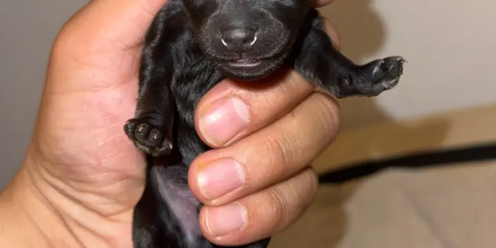 Chiots  Yorkshire Terrier Solid Black