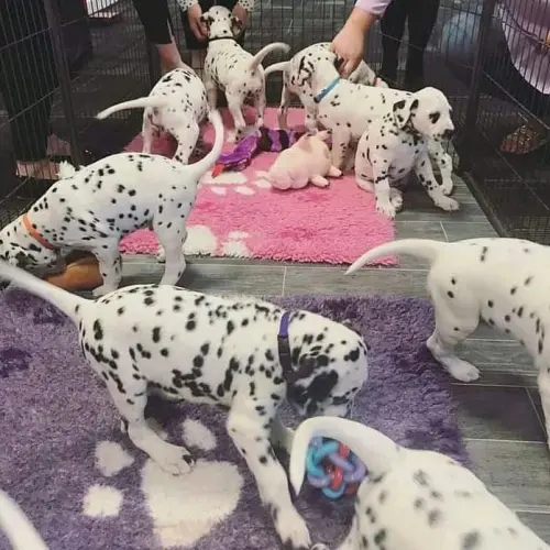 Chiots Dalmatiens à Neuchâtel