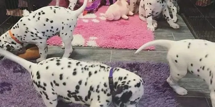 Chiots Dalmatiens