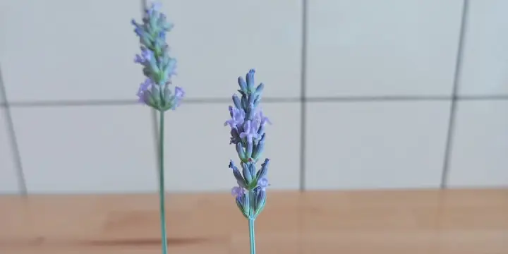 Massages à domicile- Genève