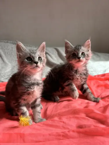 A réserver 2 magnifiques chatons Maine Coon LOOF à saint denis en bugey