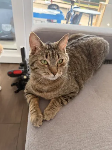 Deux chat à donner contre bon soins à Cudrefin