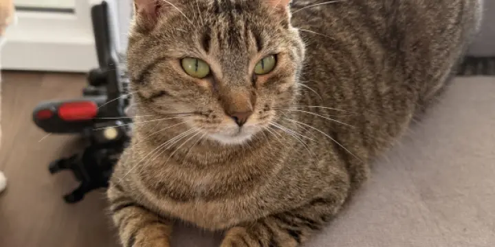 Deux chat à donner contre bon soins