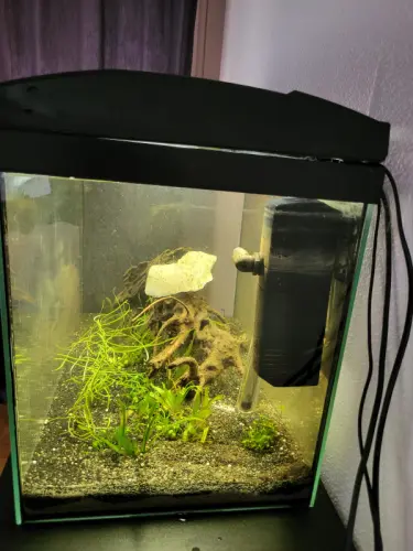 Aquarium 60 litres avec filtre chauffage et accessoire à Lausanne