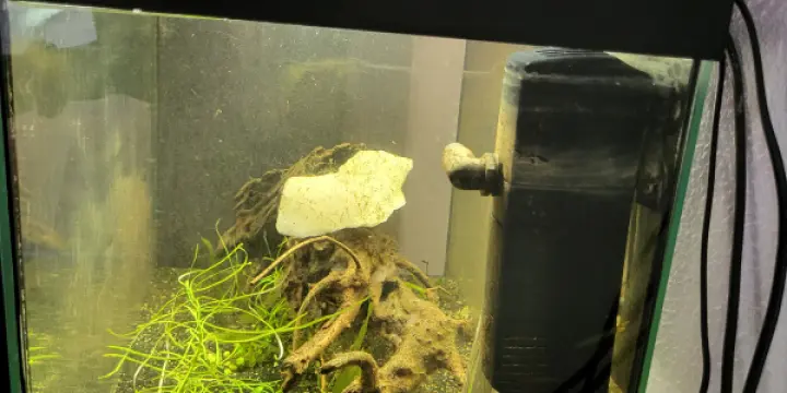 Aquarium 60 litres avec filtre chauffage et accessoire