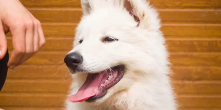 Berger Blanc Suisse Chiots