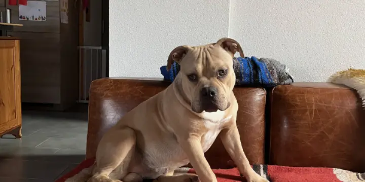 American Bully standard 8 mois 800frs