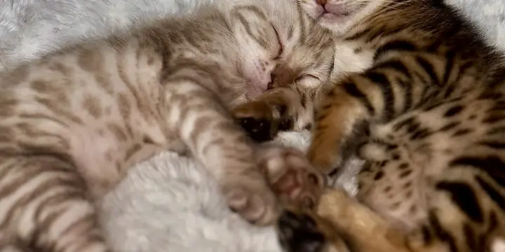 Chatons Bengal Snow & Brown LIVRAISON POSSIBLE