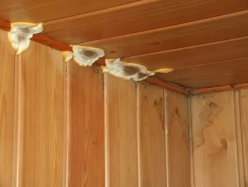 De la mérule dans votre chalet ?