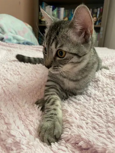 4 chatons mâles à vendre à LES AVANCHETS