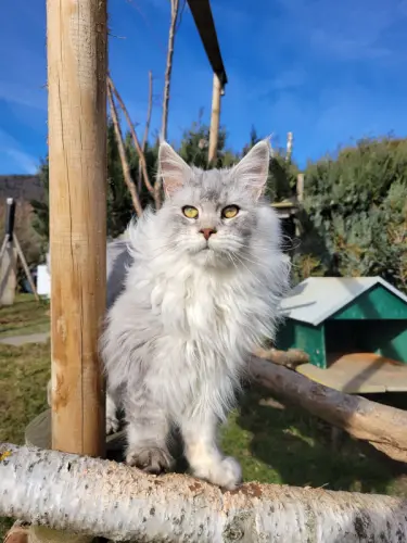Maine coon à Lamboing
