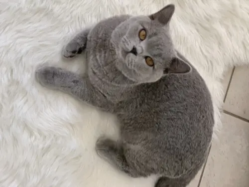 British Shorthair avec pédigrée à Cornol