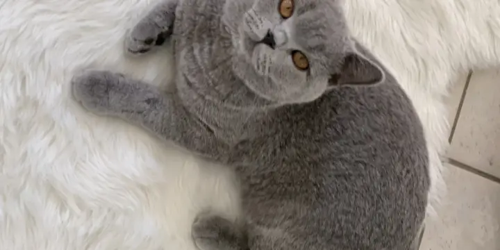British Shorthair avec pédigrée