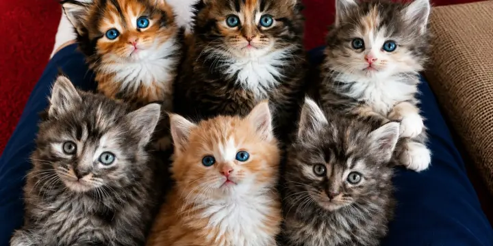 Chatons Main Coon pure race