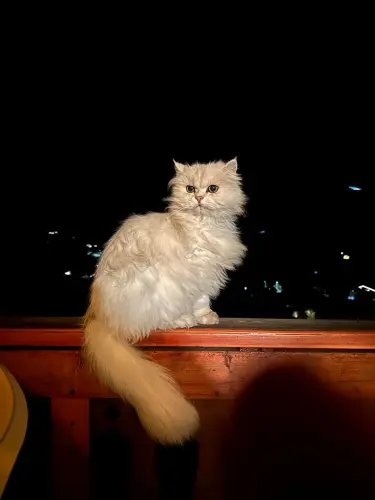 un chaton pour tenir compagnie à ma chatte birmane Luna