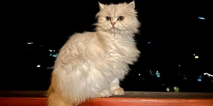un chaton pour tenir compagnie à ma chatte birmane Luna