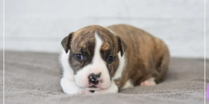 Chiots American Staffordshire Terrier LOF