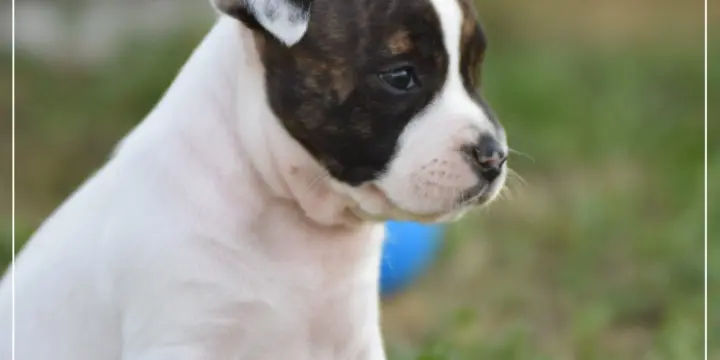 Chiots American Staffordshire Terrier LOF