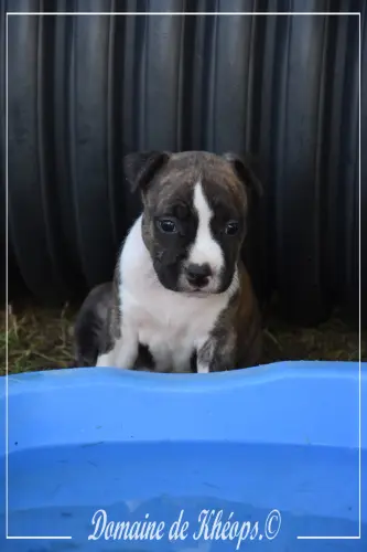 Chiot femelle American Staffordshire Terrier LOF