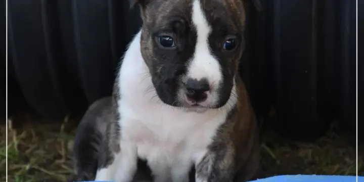 Chiot femelle American Staffordshire Terrier LOF