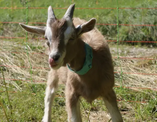 Male Toggenburg à Cornaux