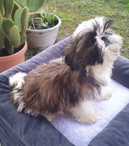SHIH TZU  disponibles