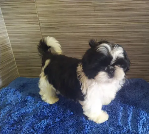 SHIH TZU  disponibles