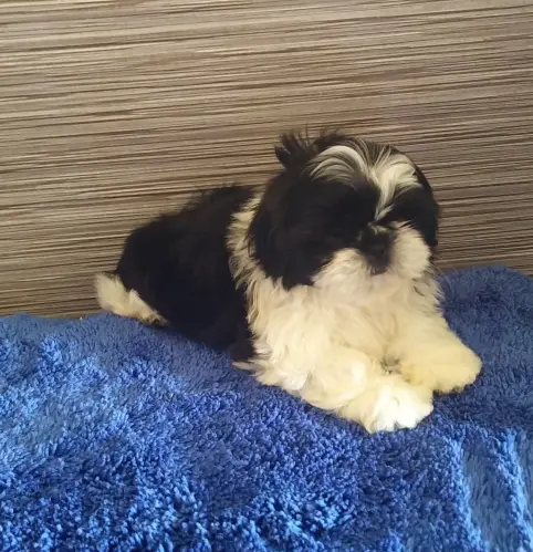 SHIH TZU  disponibles