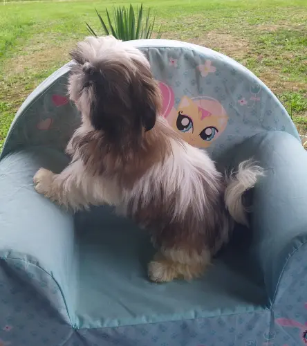 SHIH TZU  disponibles