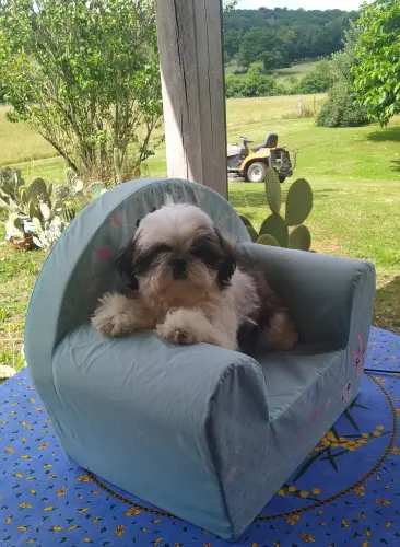 SHIH TZU  disponibles