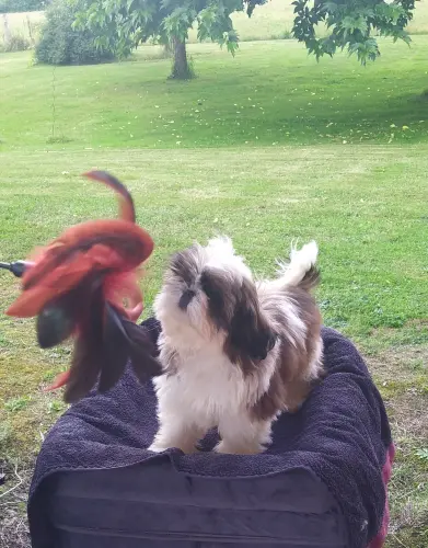 SHIH TZU  disponibles