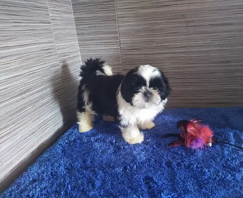 SHIH TZU  disponibles