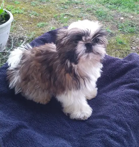 SHIH TZU  disponibles