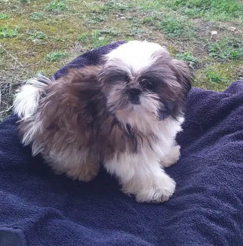 SHIH TZU  disponibles