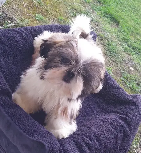 SHIH TZU  disponibles