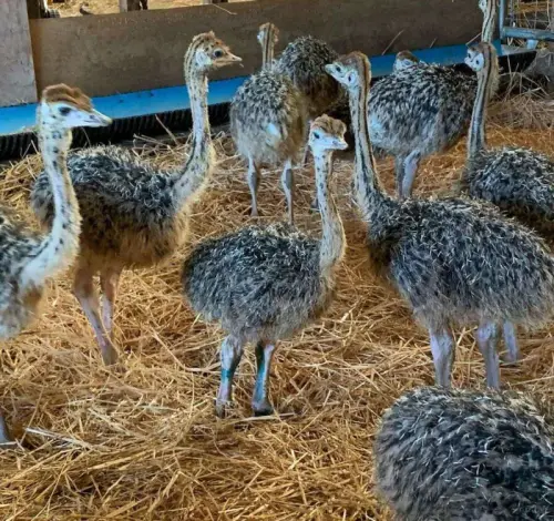 Poussins d'autruche sains, œufs à couver à Geneve