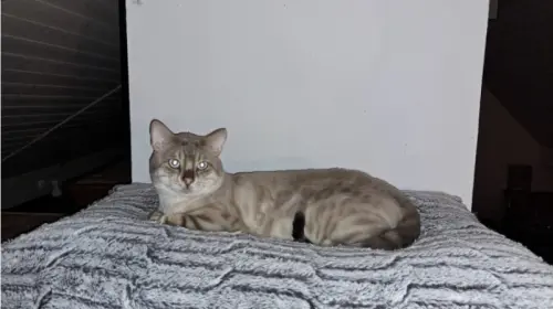 Bengal Snow Lynx, Mâle pour saillie à Beurnevésin