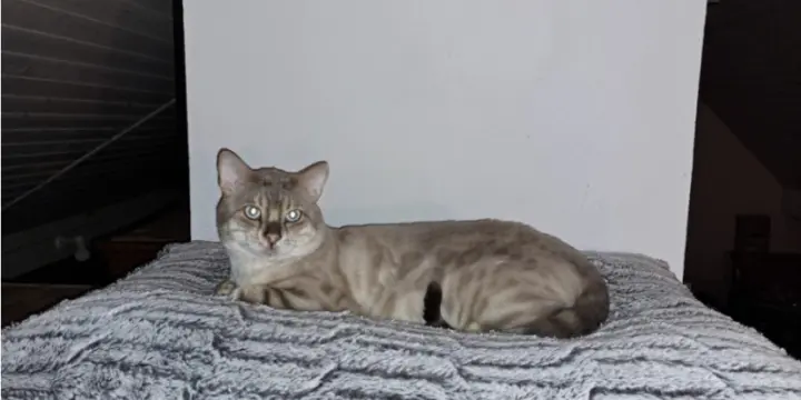 Bengal Snow Lynx, Mâle pour saillie