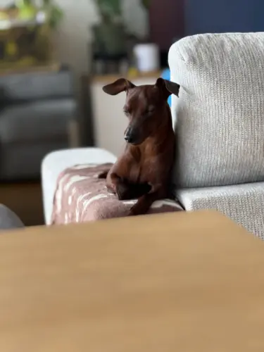 Pinscher Nain chocolat disponible pour saillie à prilly