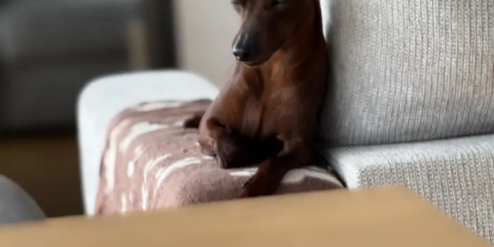 Pinscher nain saillie