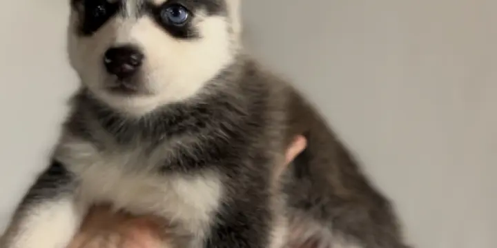Magnifique et véritable POMSKY F4