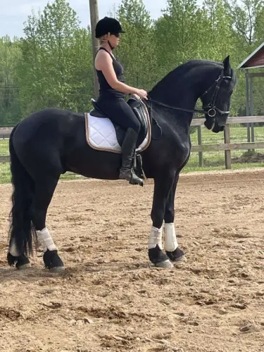 Excellent hongre frison de 5 ans à Monthey