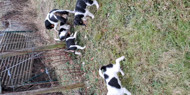 Ratier du Jura croisé