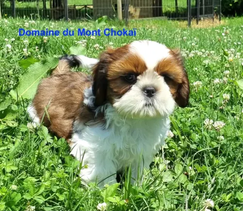 Élevage de Shih Tzu / Yorkshires / Akita Inu à Polaincour et Clairefontaine