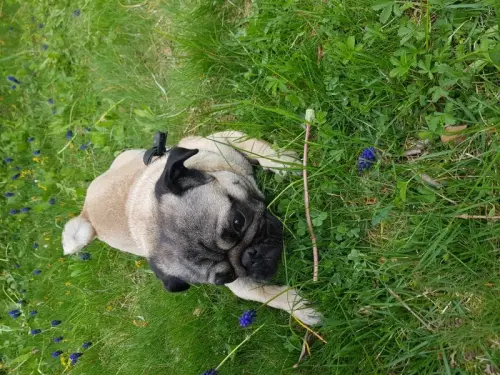 garde vos animaux à Peseux