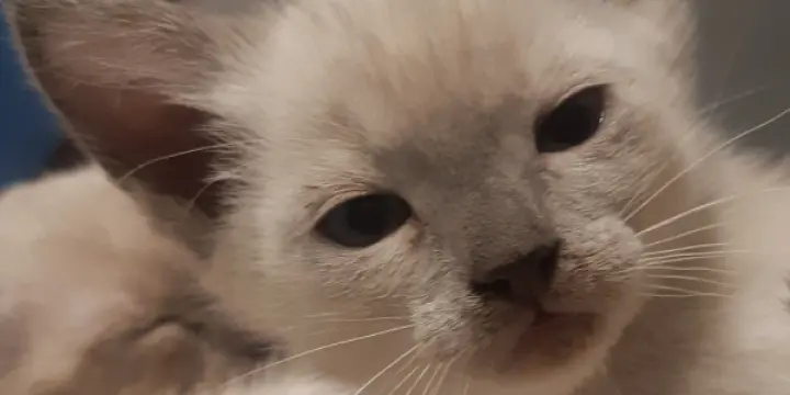 Mignons petits chatons Siamois Tonkinois