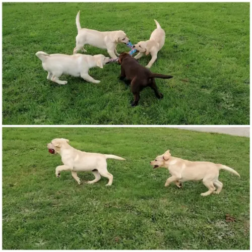 Chiots labrador lof à Enney