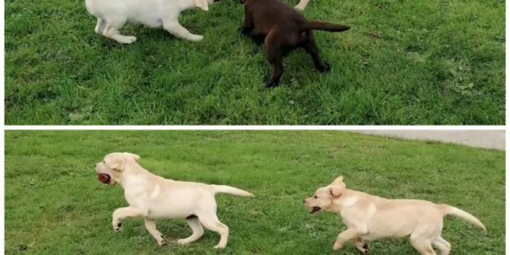 Chiots labrador lof