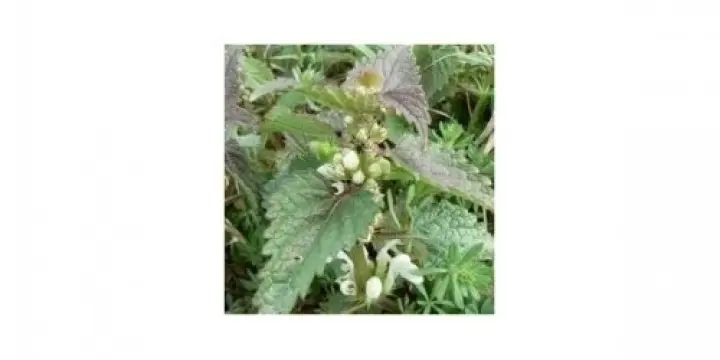 Ortie blanche plante 160 gélules