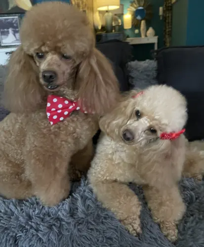 Chiots caniche nain à Monthey